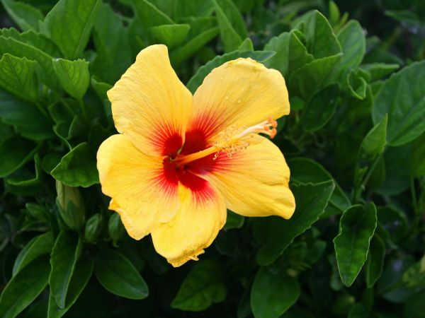 براي نمايش بزرگترين اندازه كليك كنيد